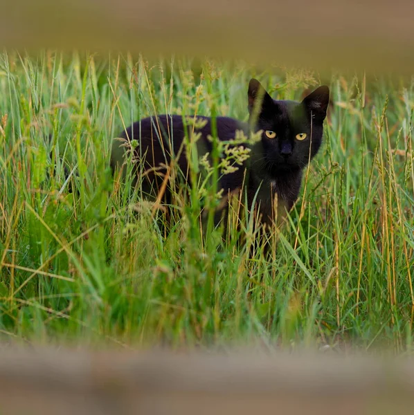 乡村草地上的黑猫 — 图库照片