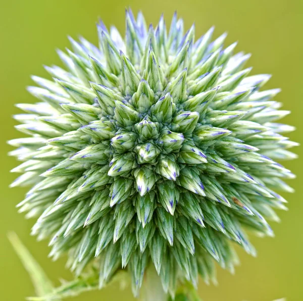 Цветок Эхинопса Лугу Летом — стоковое фото
