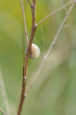 Bitkinin dalında salyangoz asılı.
