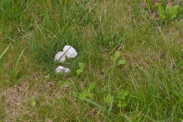 Dog Droppings Pollute Lawn — Stockfoto