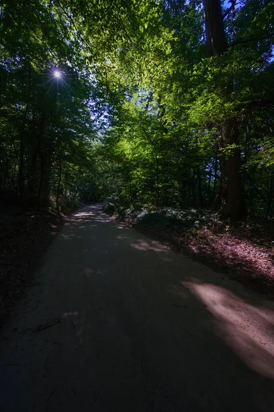 Ένας Χωματόδρομος Μέσα Από Δάσος Πρωί Καλοκαίρι — Φωτογραφία Αρχείου