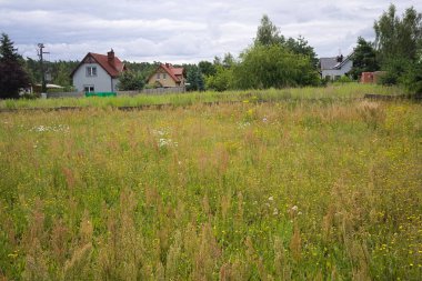 Yazın kırsalda yabani otlarla dolu bir çayır.