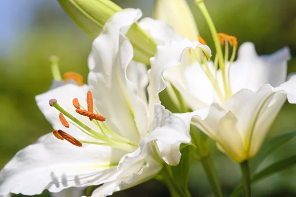 White Lily Flower Garden Summer —  Fotos de Stock