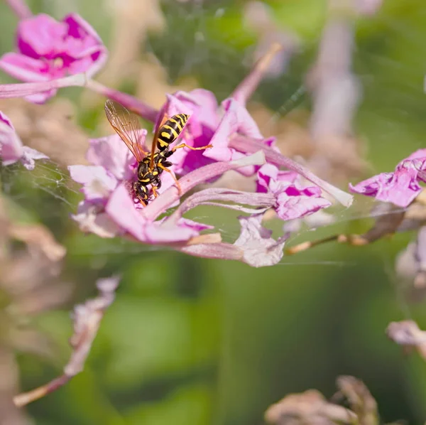 paper wasp on flower in garden