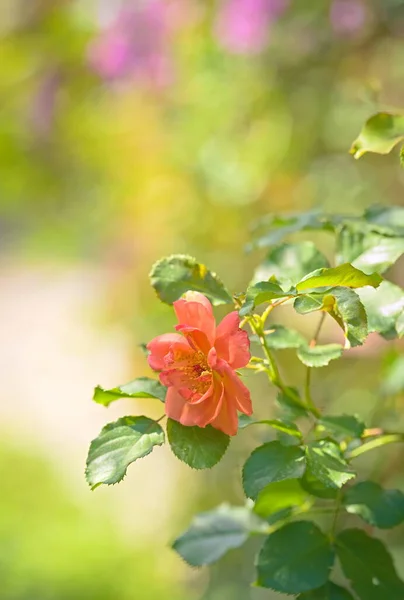 Flower Orange Rose Summer — 图库照片