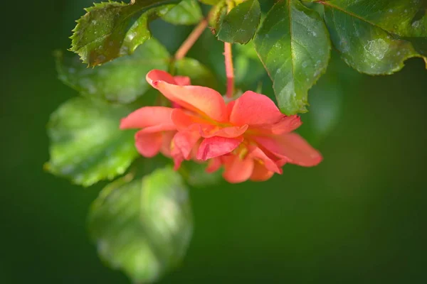 Flower Orange Rose Summer — Stock fotografie