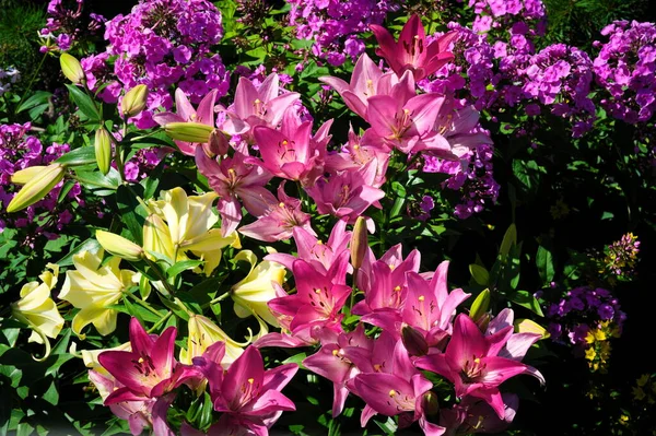 Lily Flowers Sunny Day Garden — Stock fotografie