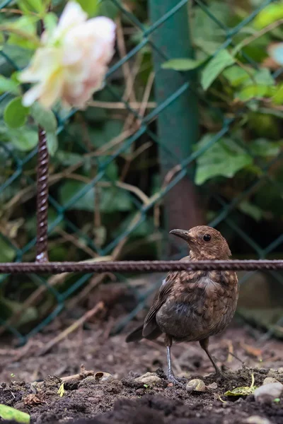 Young Blackbird Soil Garden — Photo