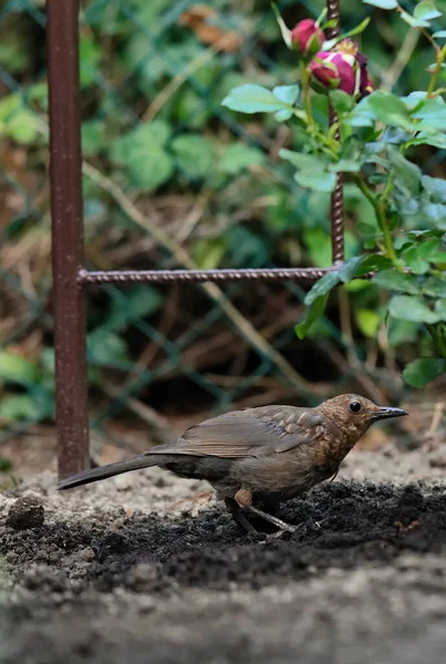 Young Blackbird Soil Garden — Photo