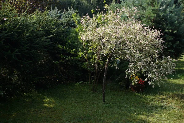 Decorative Willow Garden Summer — Stockfoto