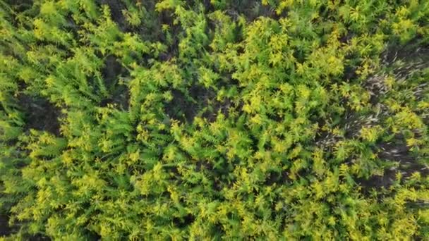 Field Covered Canadian Goldenrod View Drone — Wideo stockowe