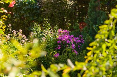 Yazın bahçede mor fenomenler