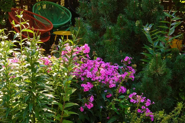 Fialové Floxy Zahradě Létě — Stock fotografie