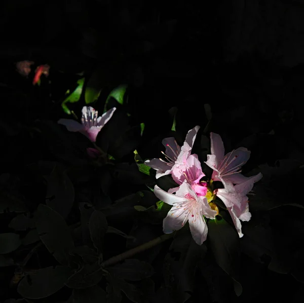 Rododendron Květiny Létě Zahradě — Stock fotografie