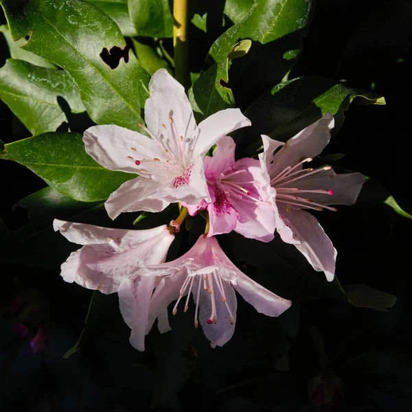 Rhododendron Blüht Sommer Garten — Stockfoto