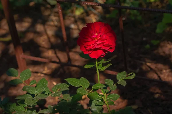 Intenzivně Červená Růže Zahradě — Stock fotografie