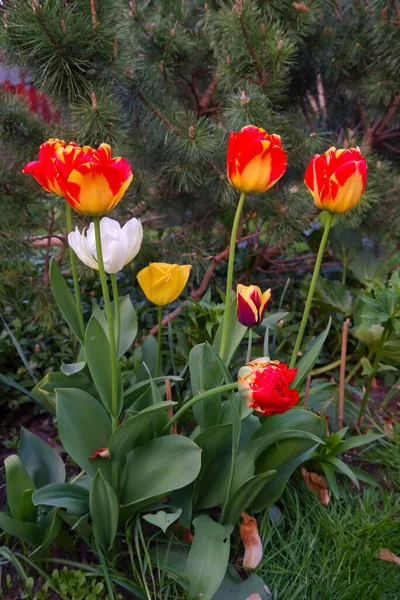 Krásné Tulipány Zahradě Jaře — Stock fotografie