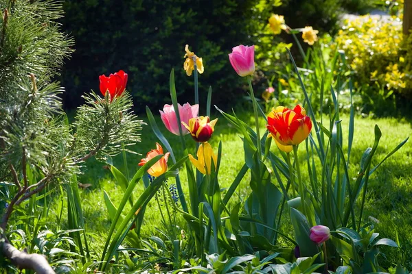 Krásné Tulipány Zahradě Jaře — Stock fotografie