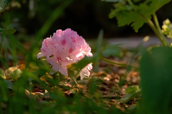 Цветущий Рододендрон Солнечное Утро — стоковое фото