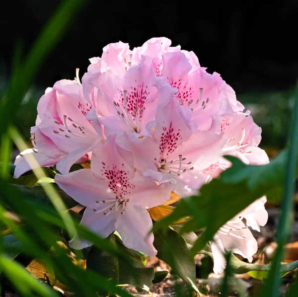 Ein Blühender Rhododendron Einem Sonnigen Morgen — Stockfoto