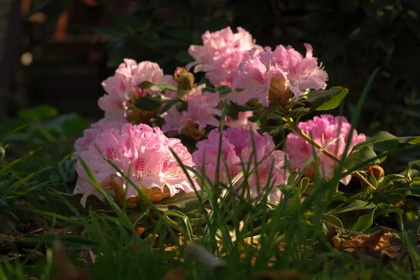 Ein Blühender Rhododendron Einem Sonnigen Morgen — Stockfoto