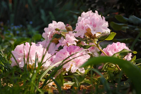 Ein Blühender Rhododendron Einem Sonnigen Morgen — Stockfoto