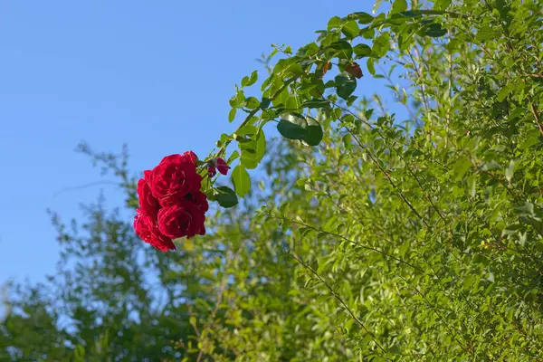 红玫瑰在天空中绽放 — 图库照片