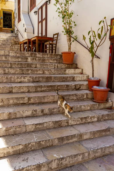 Nafplio Greece July 2022 Cat Descending Steps Staircase Old Town — 스톡 사진