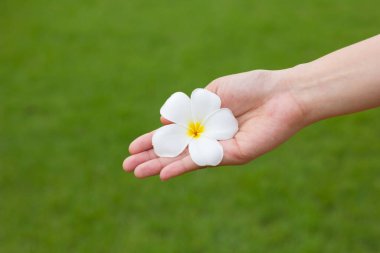 Beyaz Plumeria çiçeği elinde.