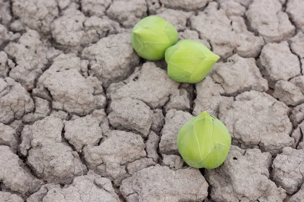 Groene Lotusbloem Droge Grond — Stockfoto