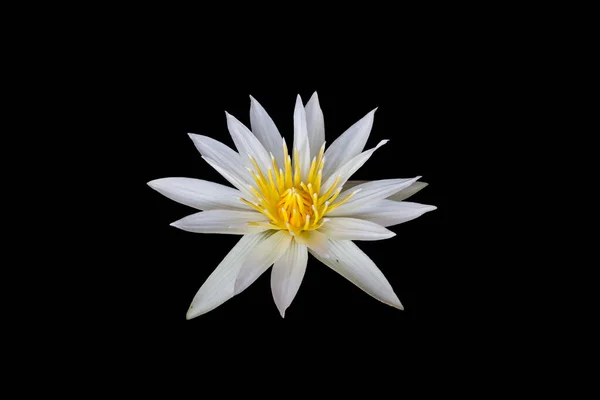 Witte Lotus Zwarte Achtergrond — Stockfoto