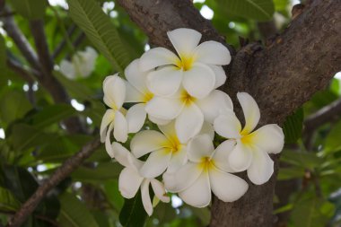 Bulanık arkaplanda Plumeria çiçeği.