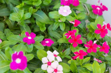 Vinca çiçeği açıyor, çok güzel..