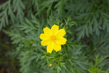 Sarı kozmosun en güzel manzarası.