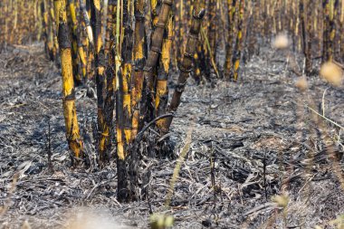 Şeker kamışı tarlası kovuldu. Bu hasat yöntemi küresel ısınma yaratıyor.