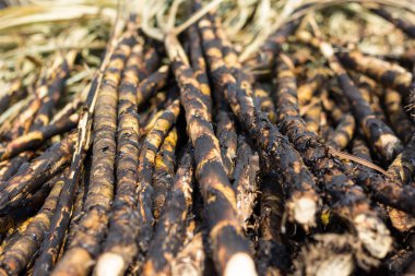 Şeker kamışı tarlası kovuldu. Bu hasat yöntemi küresel ısınma yaratıyor.