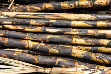 Şeker kamışı tarlası kovuldu. Bu hasat yöntemi küresel ısınma yaratıyor.