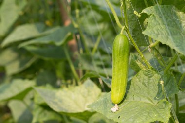 Sarmaşıkta taze salatalık.