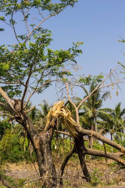 Tahtadaki kırık ağaç..