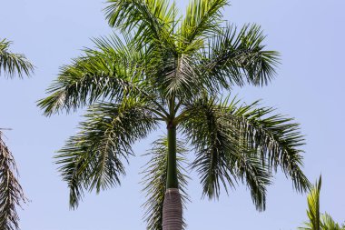Açık tropikal gökyüzüne çarpan ağaç.