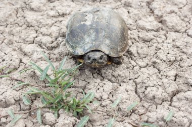 Kuru toprakta bir kaplumbağa..