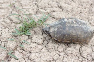 Kuru toprakta bir kaplumbağa..