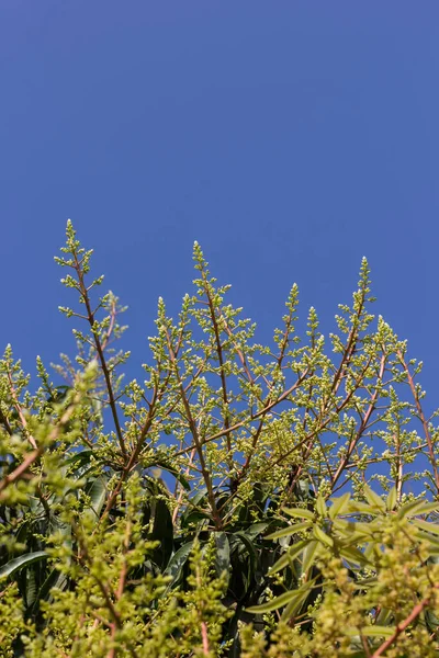 Mango Tree Blossoms Blue Sky — Stock Photo, Image