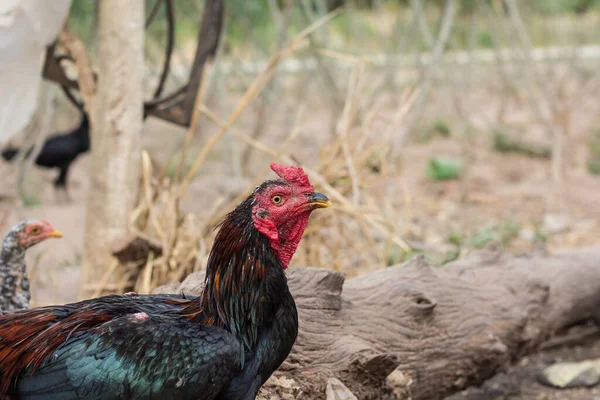 Pet Portre Horoz Çiftlik — Stok fotoğraf