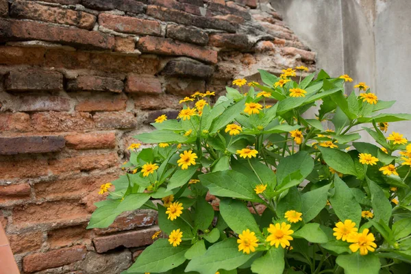 Tayland 'da sarı çiçekler Heliopsis.