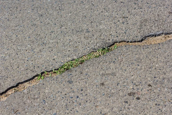 Superfície Calçada Concreto Com Rachadura Ervas Daninhas — Fotografia de Stock