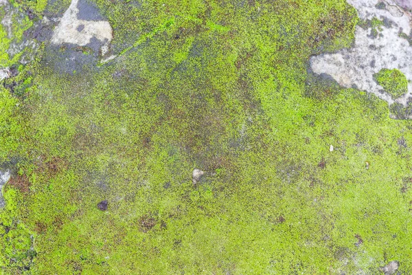 Texture Old Stone Covered Green Moss — Stock Photo, Image