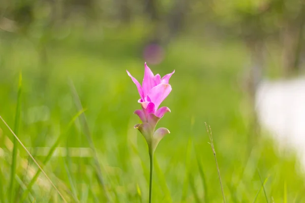 Πεδίο Του Ροζ Siam Tulip — Φωτογραφία Αρχείου