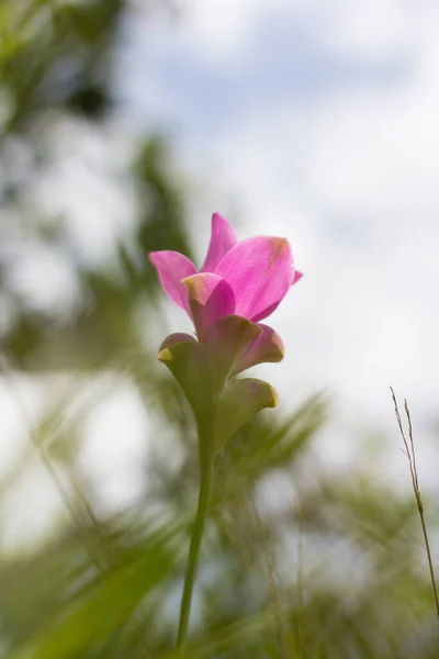 Πεδίο Του Ροζ Siam Tulip — Φωτογραφία Αρχείου
