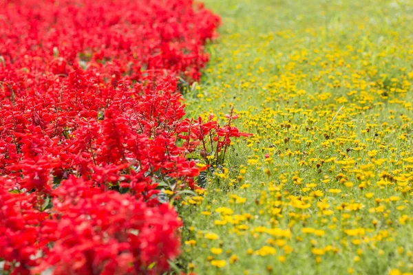 Fleur Rouge Jaune Dans Jardin — Photo